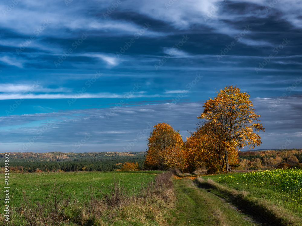 Fototapeta premium Jesień
