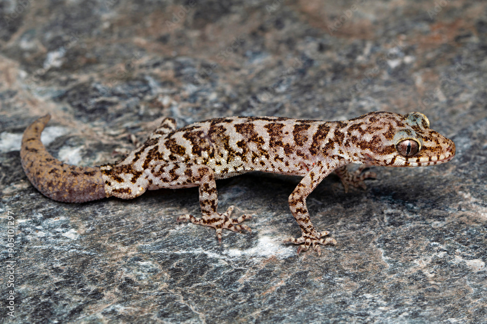 Naklejka premium Bent-toed geckos of the genus Cyrtodactylus are nocturnal and usually handsomely marked.
