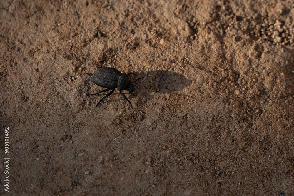 Black beetle on sandy soil with small pebbles under sunlight in an outdoor desert habitat Black beetle on sandy soil with small pebbles under sunlight in an outdoor desert habitat