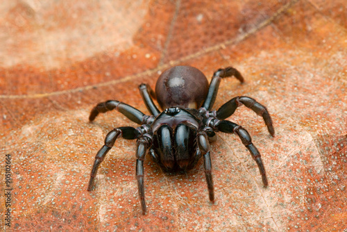 Atypus, also called purseweb spiders, is a genus of atypical tarantulas photo