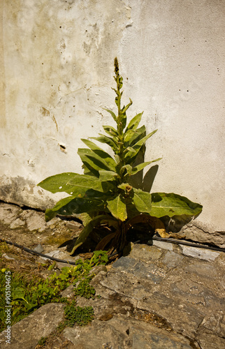 A wild medicinal herb. A medicinal herb growing by the stone castle wall. photo