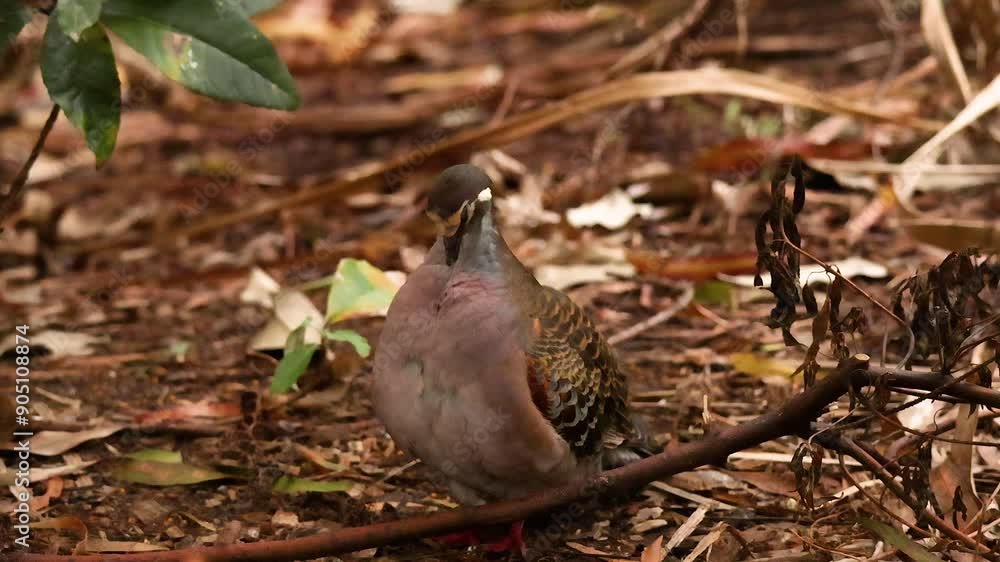 Common Bronzewing Bird in Melbourne Common Bronzewing Bird in Melbourne