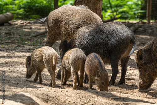 wild boar family