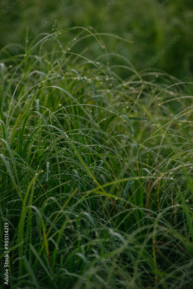 Obraz premium Grass covered with dew drops