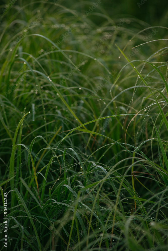 Obraz premium Grass covered with dew drops