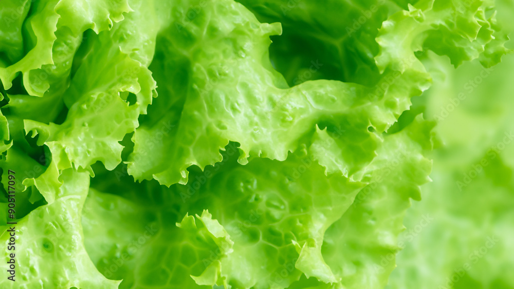 Close-Up of Fresh Green Lettuce with Blurred Bokeh Background Close-Up of Fresh Green Lettuce with Blurred Bokeh Background