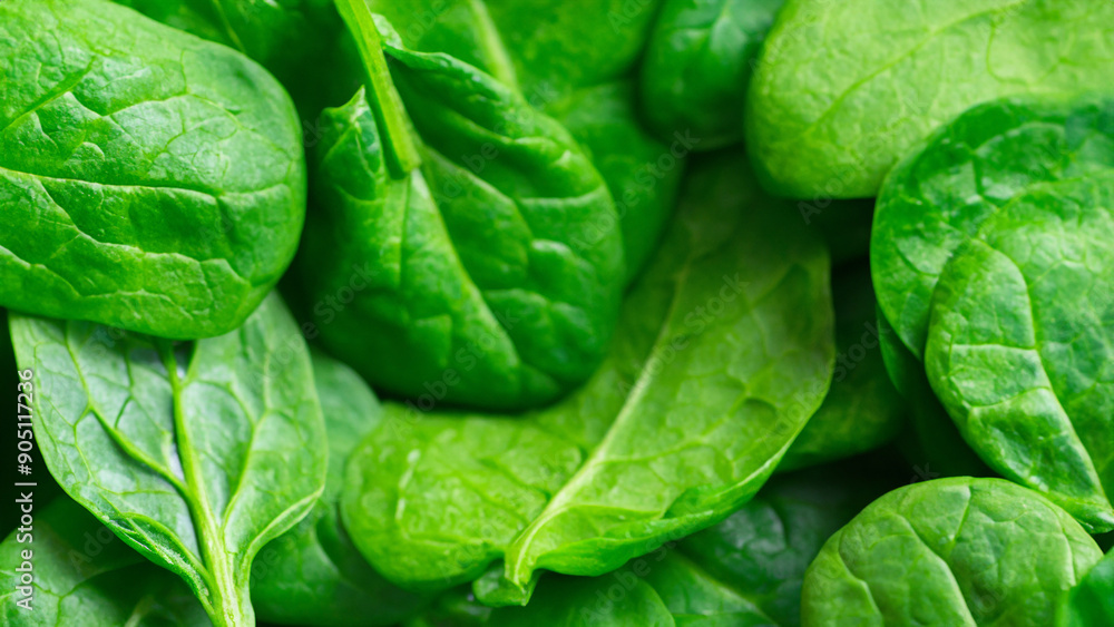 Fresh Spinach Leaves Background with Vivid Green Color