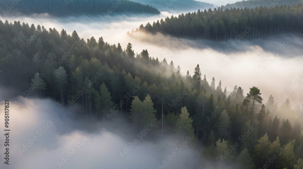 Fototapeta premium morning mist forest from above background