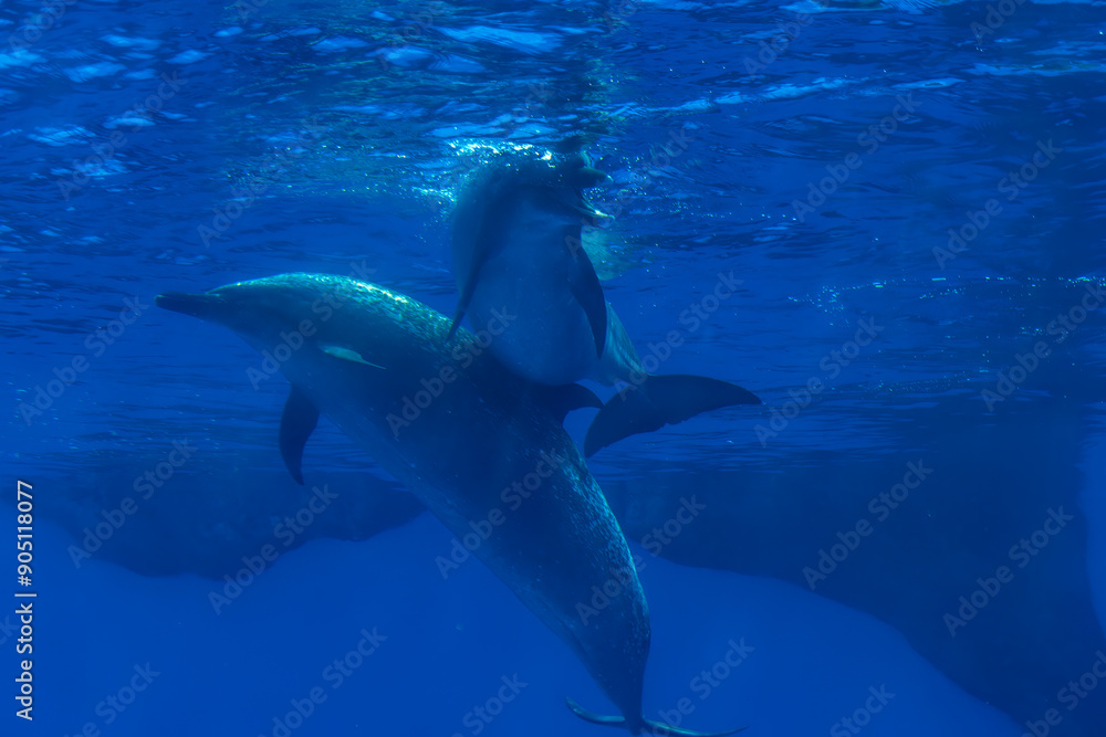 Fototapeta premium Aquatic Playmates: Dolphins at Play in the Aquarium