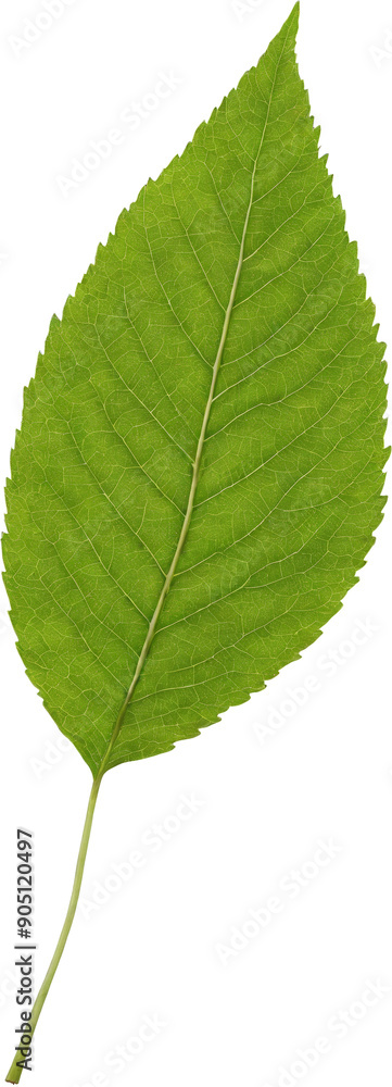 Leaf on transparent background. A vibrant green leaf with prominent veins, sharply detailed against a transparent background. The leaf's texture and edges are clearly visible. Leaf on transparent background. A vibrant green leaf with prominent veins, sharply detailed against a transparent background. The leaf's texture and edges are clearly visible.