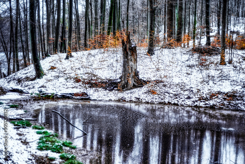 Fototapeta Naklejka Na Ścianę i Meble -  Zimowy las