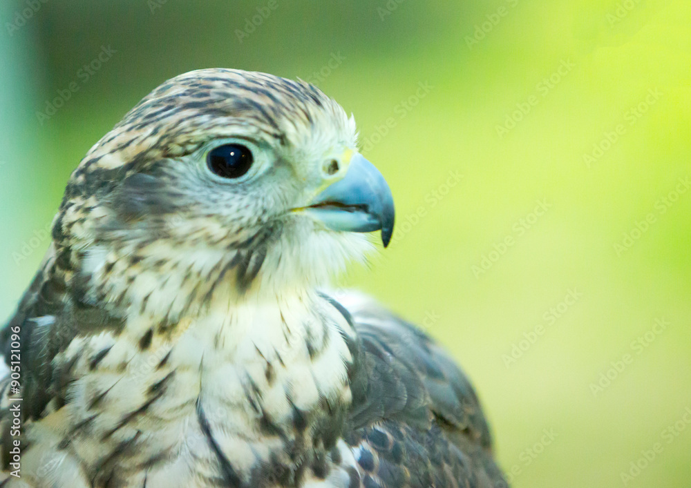 Person holds a bird of prey, a hawk, in their hand Person holds a bird of prey, a hawk, in their hand