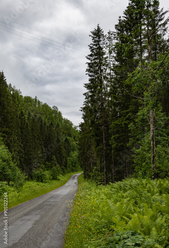 Road through a boreal forest in Northern Norway on a cloudy summer day