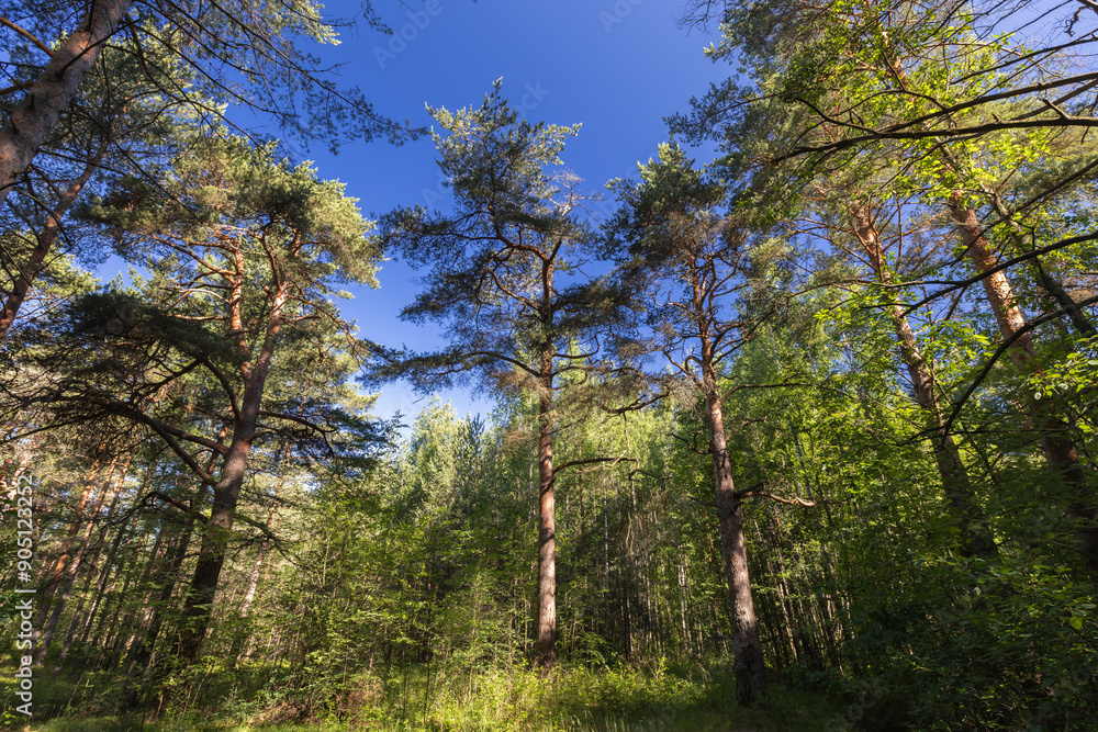 Fototapeta premium Pine tree forest, natural background photo