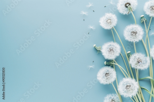 Wallpaper Mural  Beautiful floral banner with dandelions and fluff on blue background, copy space available Torontodigital.ca