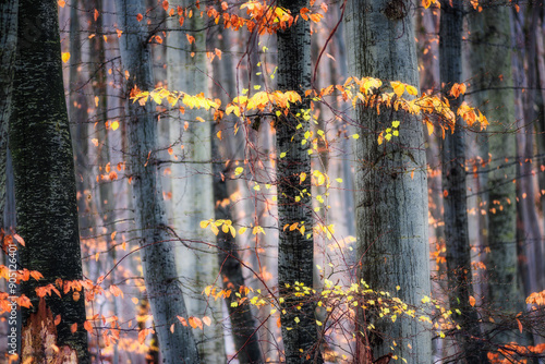 Fototapeta Naklejka Na Ścianę i Meble -  Jesień
