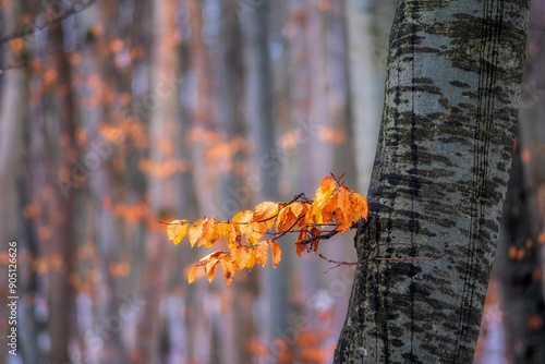 Fototapeta Naklejka Na Ścianę i Meble -  Jesień
