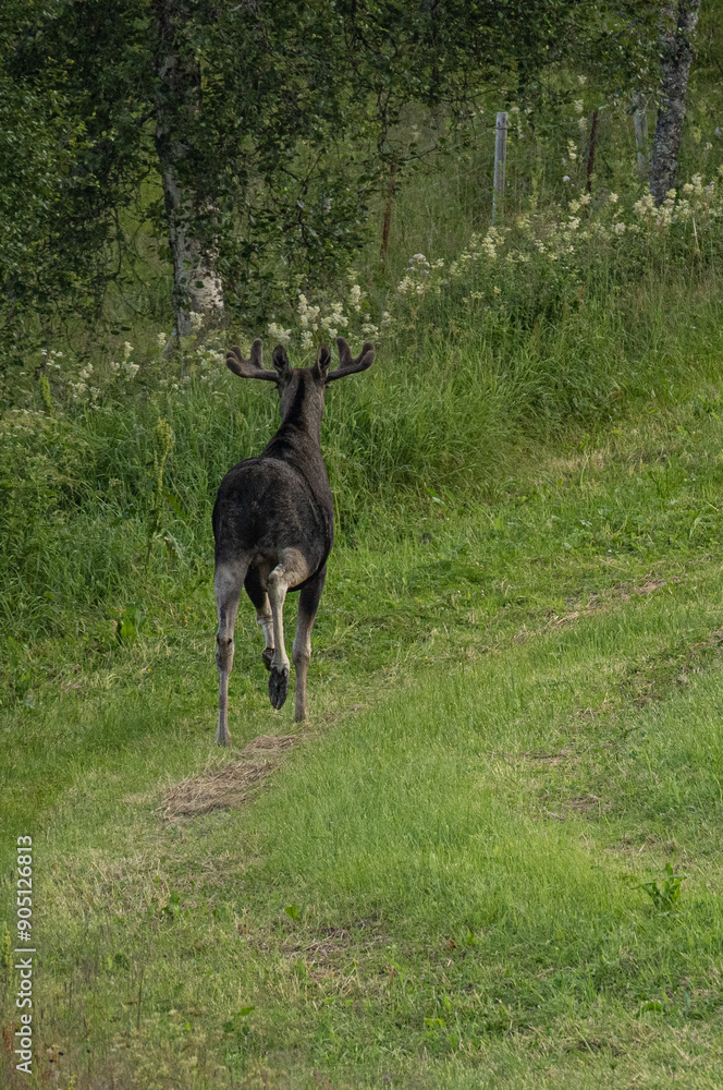 Young moose running on a field in the early morning in Northern Norway Young moose running on a field in the early morning in Northern Norway
