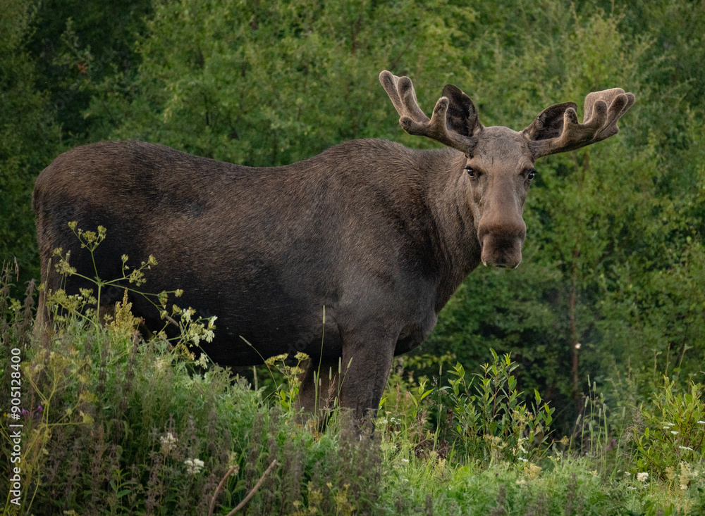Close up portrait of a wild big adult moose on a field in a ealy summer morning in Northern Norway Close up portrait of a wild big adult moose on a field in a ealy summer morning in Northern Norway