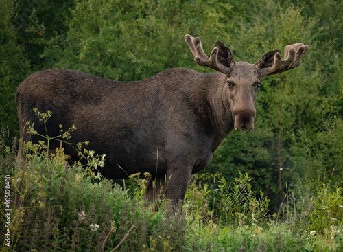 Close up portrait of a wild big adult moose on a field in a ealy summer morning in Northern Norway