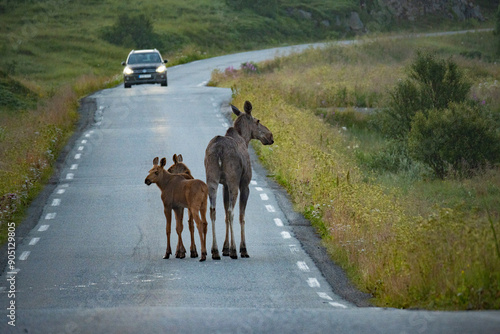 Photos Moose family consisting of mother with two babies standing on a road in Northern