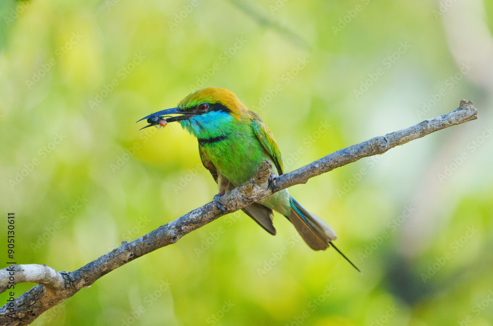 Green Bee eater closeup wild life Green Bee eater closeup wild life