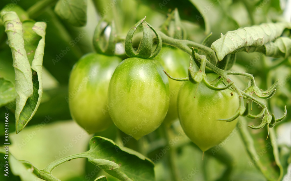 Growing cherry tomatoes. Green unripe fruits on tomato branch in greenhouse. Flowering and fruiting of plant. The concept of agricultural plants, blooming, harvesting, gardening. Growing cherry tomatoes. Green unripe fruits on tomato branch in greenhouse. Flowering and fruiting of plant. The concept of agricultural plants, blooming, harvesting, gardening.