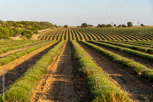 Lavander