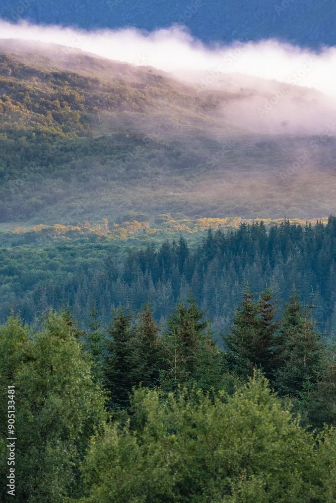 Early morning sunrise fog in a boreal pine tree forest in Northern Norway Early morning sunrise fog in a boreal pine tree forest in Northern Norway