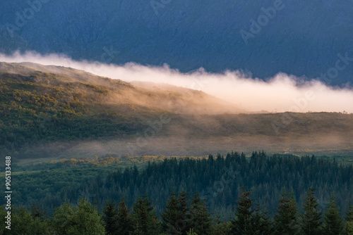 Early morning sunrise fog in a boreal pine tree forest in Northern Norway