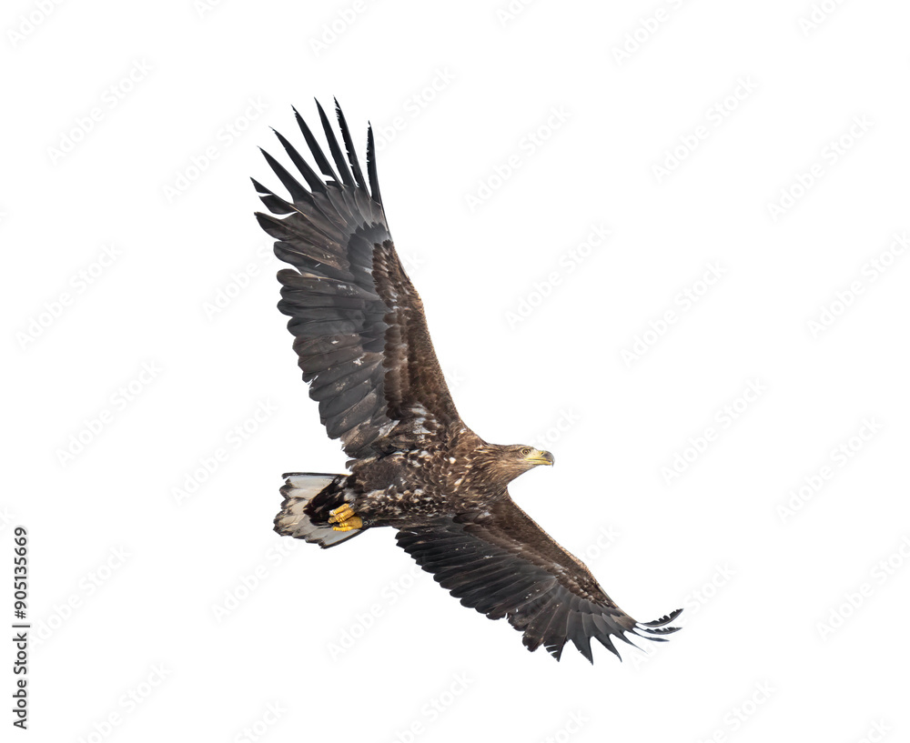 Fototapeta premium Majestic predator White-tailed Eagle (Haliaeetus albicilla) in flight