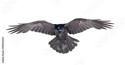 A beautiful raven (Corvus corax) in flight isolated on transparent background