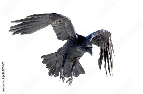 A beautiful raven (Corvus corax) in flight isolated on transparent background photo