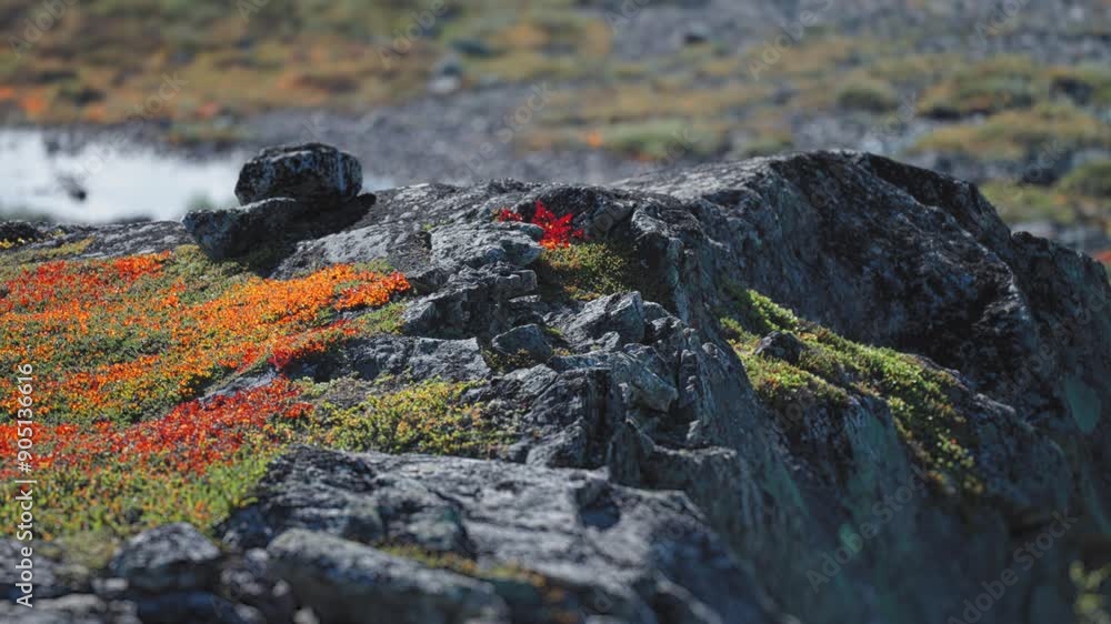 A serene view of a mossy landscape with rocks and a tranquil mountain pond. A serene view of a mossy landscape with rocks and a tranquil mountain pond.