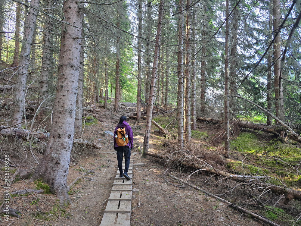 Obraz premium Tranquil Forest Walk on a Wooden Trail in Norway’s Serene Landscape