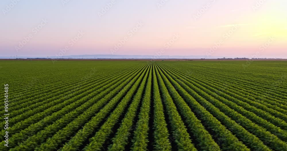 Green agricultural carrot field farm at sunset Green agricultural carrot field farm at sunset