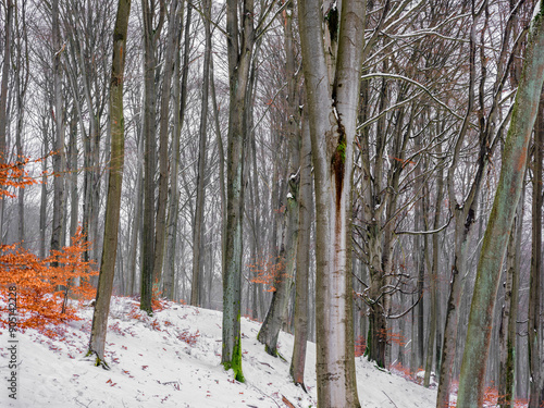 Fototapeta Naklejka Na Ścianę i Meble -  Zimowy las