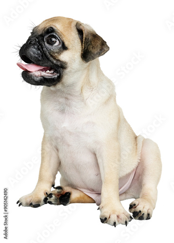 Pug puppy png sticker, cute animal on transparent background