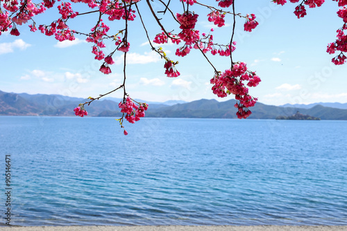 Lugu Lake, China - March 30th, 2024: 

Peach blossoms on the banks of Lugu Lake. photo