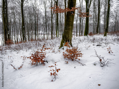 Fototapeta Naklejka Na Ścianę i Meble -  Zimowy las