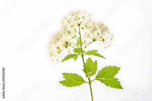 Meadowsweet flower white background, Ai Generated