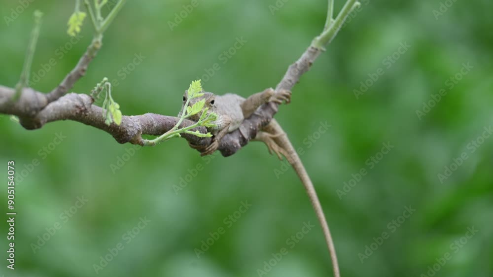 Chameleons on the tree branch. It is a reptile animal. It is an animal of the Chamaeleonidae family. Its other name chamaeleons. This animal is master at changing colors. Chameleons on the tree branch. It is a reptile animal. It is an animal of the Chamaeleonidae family. Its other name chamaeleons. This animal is master at changing colors.
