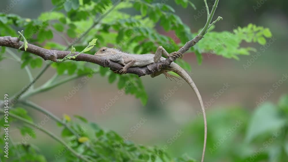 Chameleons on the tree branch. It is a reptile animal. It is an animal of the Chamaeleonidae family. Its other name chamaeleons. This animal is master at changing colors. Chameleons on the tree branch. It is a reptile animal. It is an animal of the Chamaeleonidae family. Its other name chamaeleons. This animal is master at changing colors.