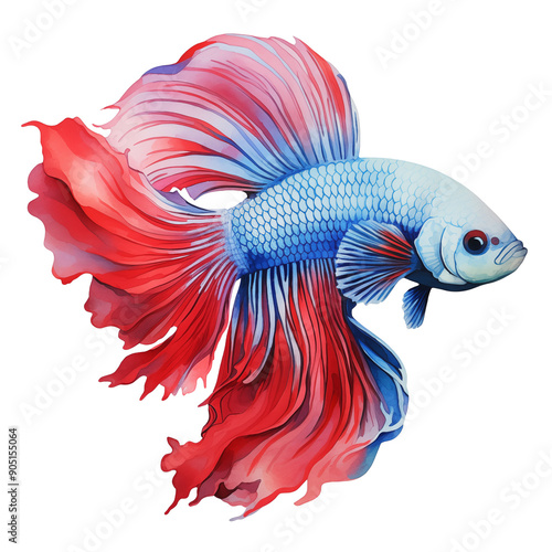 betta fish on transparent background