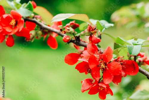 Red bush Chaenomeles Sargentii close-up in the garden photo