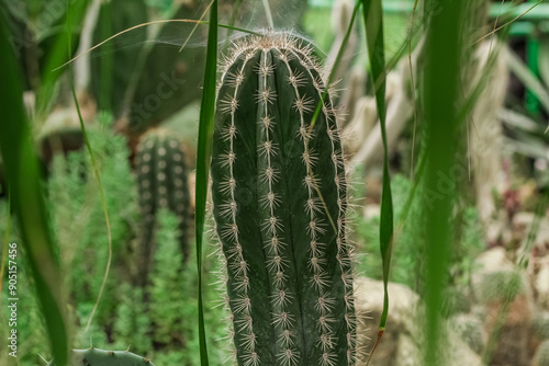 Cactus Ferocactus pilosus round with thorns in the desert close-up photo