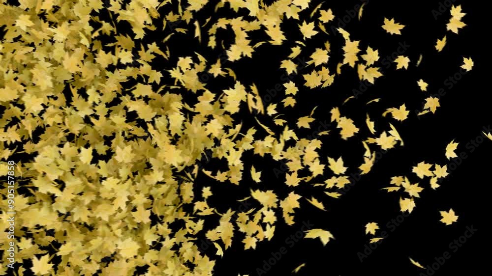 Maple Leaves Transition on Ground. Background of maple leaves noise wind completely clearing the frame on a transparent alpha channel. Maple Leaves Transition on Ground. Background of maple leaves noise wind completely clearing the frame on a transparent alpha channel.