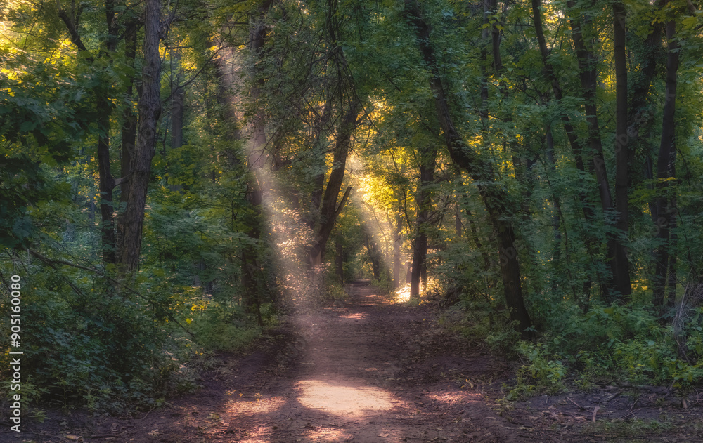 Fototapeta premium Path in the forest with morning rays of sun in the fog
