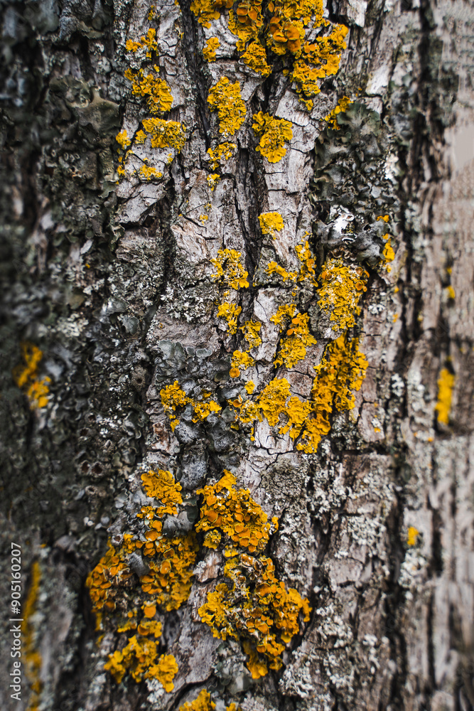 Tree bark texture, vertical close-up, wood trunk background, texture image, a healthy stem, lumber, forestry Tree bark texture, vertical close-up, wood trunk background, texture image, a healthy stem, lumber, forestry