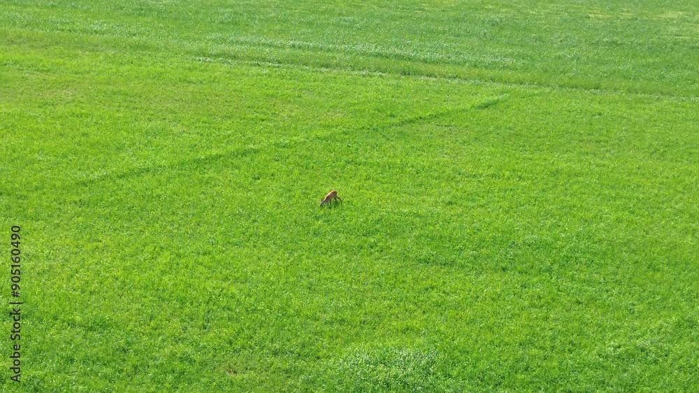 Aerial view deer grazing on lush green field. Aerial view deer grazing on lush green field.
